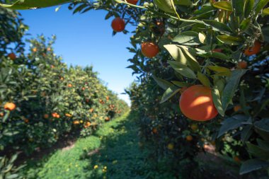 Orange plantation in Valencia Spain