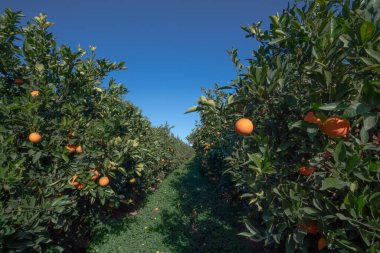 Orange plantation in Valencia Spain