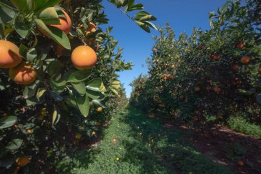 Orange plantation in Valencia Spain