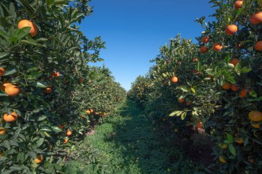 Orange plantation in Valencia Spain
