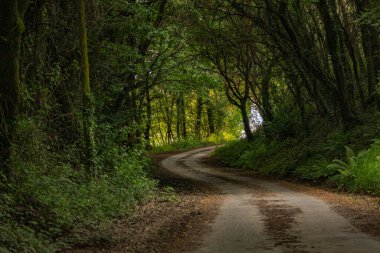 FOREST ROAD WITH BEAUTIFUL GREEN TREES