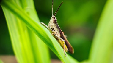 Bir yaprağın üzerine tünemiş kahverengi çekirge (Phaleoba fumosa). makro fotoğrafçılık