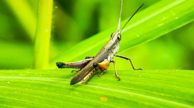 Brown grasshopper (Phaleoba fumosa) perched on a leaf. macro photography clipart