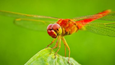 Kızıl yusufçuk (Crocothemis servilia) pirinç tarlasında bir yaprağın ucuna tünemiştir.