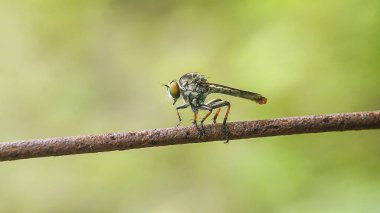 Soyguncu sineği (Ommatius) arka planda bulanık bir kabloya tünemiştir. makro fotoğrafçılık