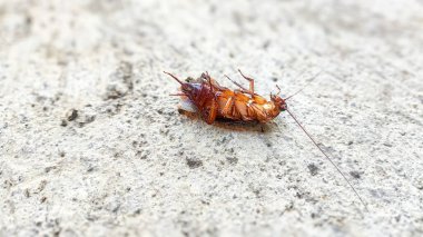 Beton zemindeki ölü hamamböceğinin yan görüntüsü