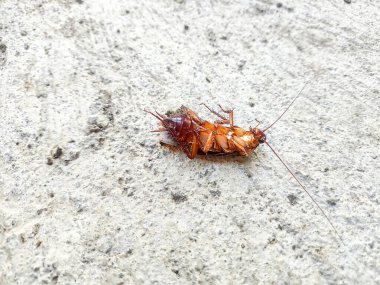 Beton zemindeki ölü hamamböceğinin yan görüntüsü