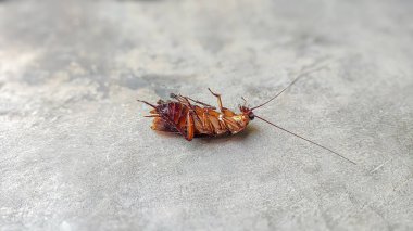 Beton zemindeki ölü hamamböceğinin yan görüntüsü