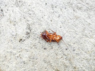 Beton zemindeki ölü hamamböceğinin yan görüntüsü