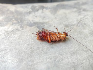 Beton zemindeki ölü hamamböceğinin yan görüntüsü