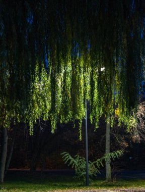 Yeşil yapraklı ağaçların gece manzarası