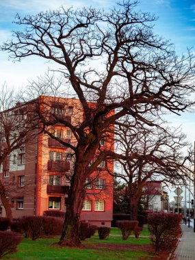 Şehir parkında bir saat kulesi ve önünde bir ağaç var.
