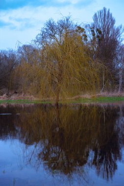 Arkasında ağaç olan güzel bir göl manzarası.