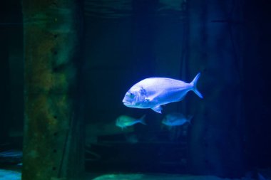 Akvaryumdaki balıklar