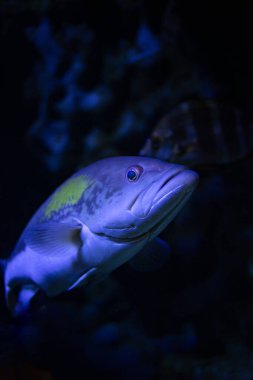 Güzel bir tropikal balığın yakın plan çekimi.