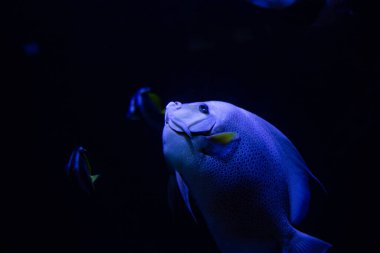 Akvaryumdaki güzel bir balığın yakın plan fotoğrafı.