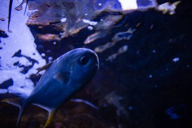 Akvaryumdaki mavi balık