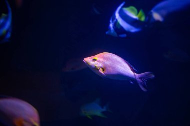 Neon ışıklı akvaryum balığı, sualtı fotoğrafı.