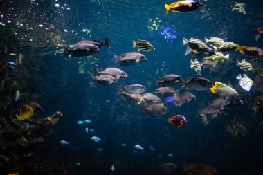 Akvaryumdaki akvaryum. Akvaryumdaki akvaryum balığı.