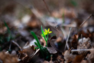 Ormanda bahar sarısı kar damlaları. ilk bahar çiçekleri.