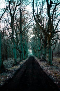 Gündüz vakti orta yaşlı bir ormandaki patikanın dikey görüntüsü.