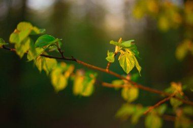 Ormanda yeşil yapraklar