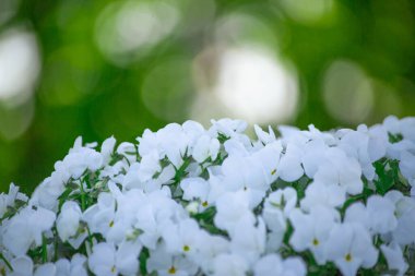 Bahçedeki güzel beyaz çiçekler