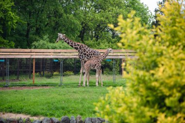 Hayvanat bahçesindeki zürafa, hayvanat bahçesi hayvanları