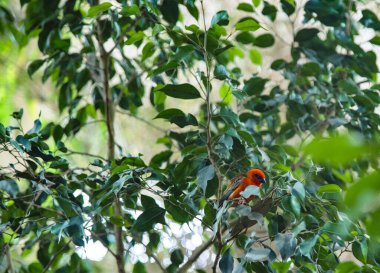 Kırmızı saçlı papağan hayvanat bahçesinde