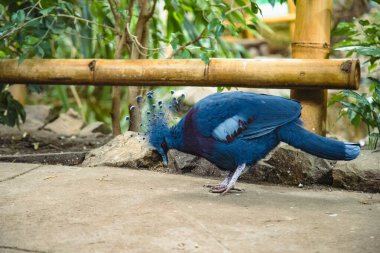 Hayvanat bahçesindeki mavi bir papağanın yakın çekimi.