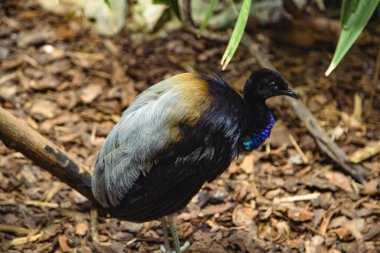 Siyah beyaz bir kuşa yaklaş.