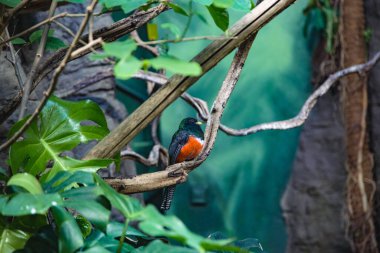 Kırmızı-Göbekli Papağanlar ailede bir papağan türüdür..