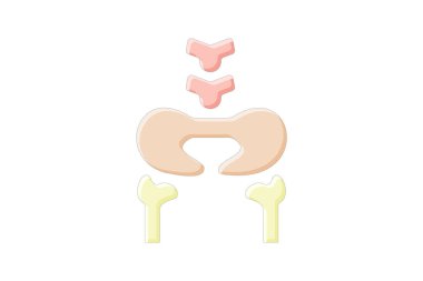 Kalça Kemikleri doğrusal renk simgesi, vektör, piksel mükemmel, illüstratör dosyası