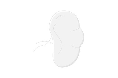 Dalak doğrusal renk simgesi, vektör, piksel mükemmel, illüstratör dosyası