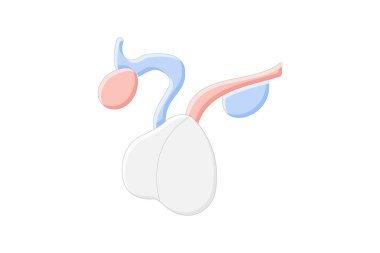 Hipofiz bezi renk simgesi, vektör, piksel mükemmel, illüstratör dosyası