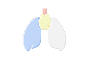 Thymus doğrusal renk simgesi, vektör, piksel mükemmel, illüstratör dosyası