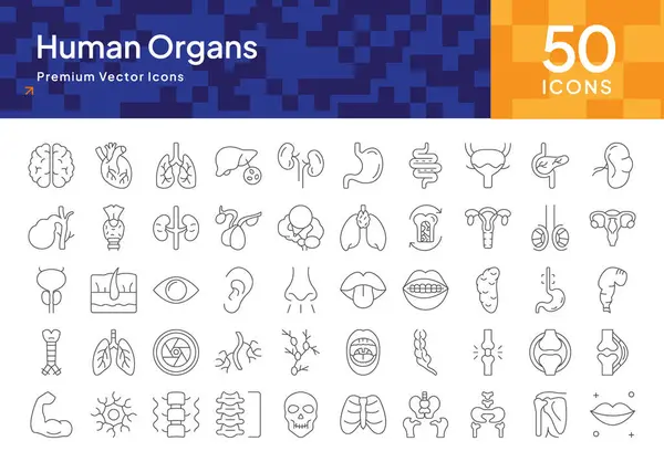 İnsan Organları Tıp Eğitimi, Anatomi ve Sağlık Hizmetleri İçin Simge Paketi