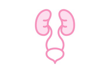 Urinary System duotone line icon, vector, pixel perfect, illustrator file clipart