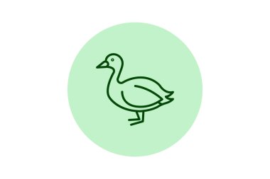 Coot, vektör, piksel mükemmel, illüstratör dosyası