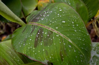 Su damlacıkları ile muz yaprağı