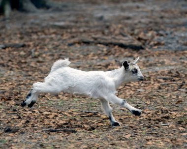a white baby goat running through a field