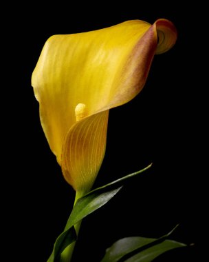 A bright yellow Cala Lily in bloom