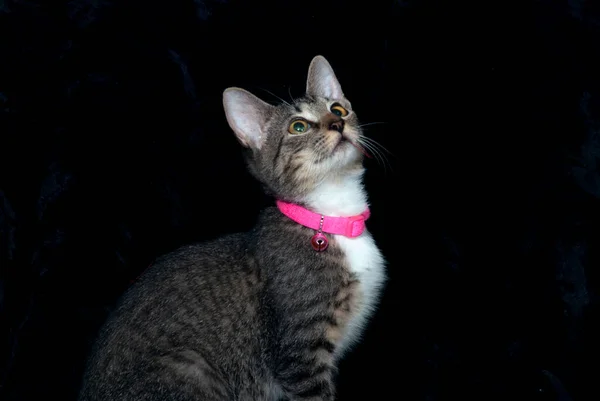 Μια Γκρι Τιγρέ Γάτα Ροζ Γιακά Μαύρο Φόντο — Φωτογραφία Αρχείου
