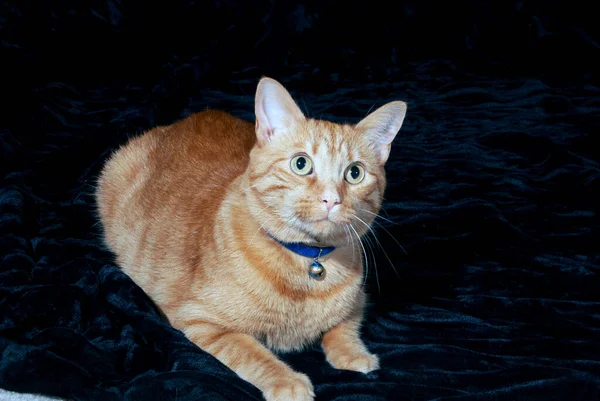 Pomarańczowy Kot Czarnym Tle — Zdjęcie stockowe