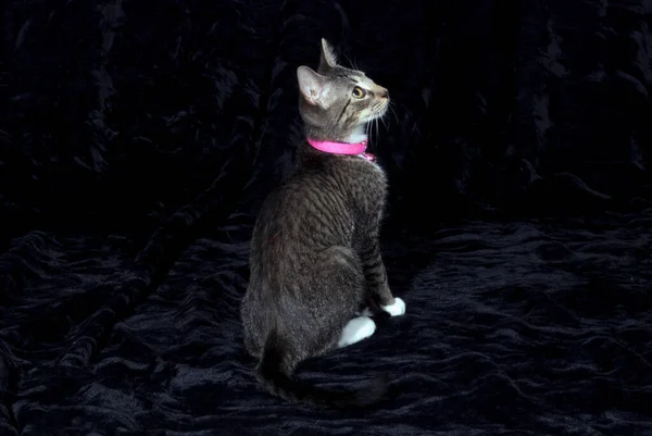 Grå Tabby Katt Med Rosa Krage Och Vita Tassar Svart — Stockfoto