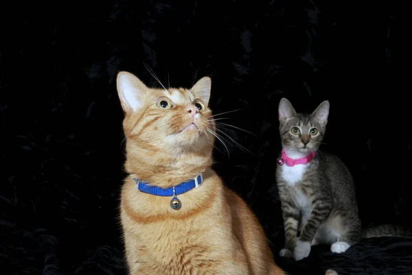Två Katter Orange Och Grå Svart Bakgrund — Stockfoto