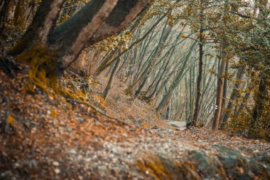 autumn leaves falling on autumn