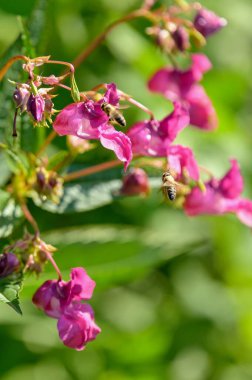 Arı pembe bir çiçeğe oturur..
