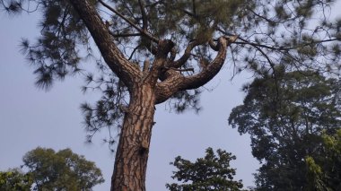 tree with bark details, green leaves and blues sky in background.