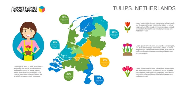 荷兰的郁金香百分比图 业务数据 信息图表 演示的概念 可用于生产 营销等领域 — 图库矢量图片